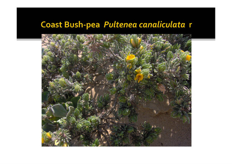 Pultenea canaliculata, Coast bush-pea,nepean peninsula,vulnerable, rare, threatened species, Victoria, gidja walker