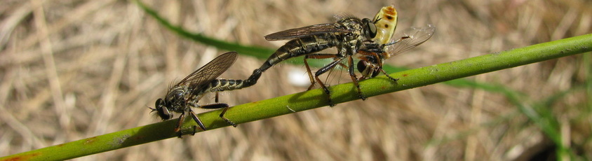 robber flys mating