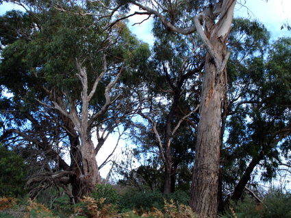 Eucalyptus prioriana, Coastal Manna Gum, Eucalyptus prioriana, bracken fern, dromana, mornington peninsula