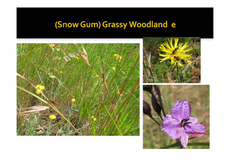 Snow gum grassy woodland, evc 175, Mornington, nepean, peninsula,vulnerable, rare, threatened species, Victoria, gidja walker