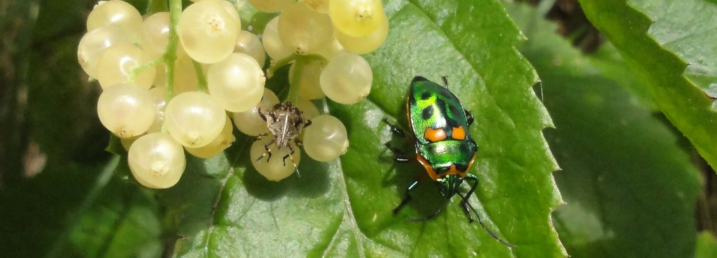 Jewel,Shield bug, instars, native, Elderberry, Sambucus gaudichaudiana