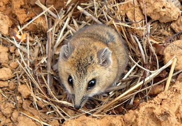 White Footed dunnart