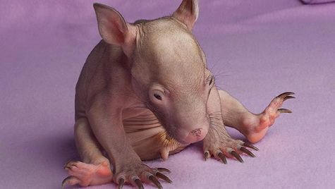 orphan baby wombat