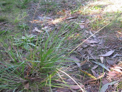rats tail grass sporobolus africanus