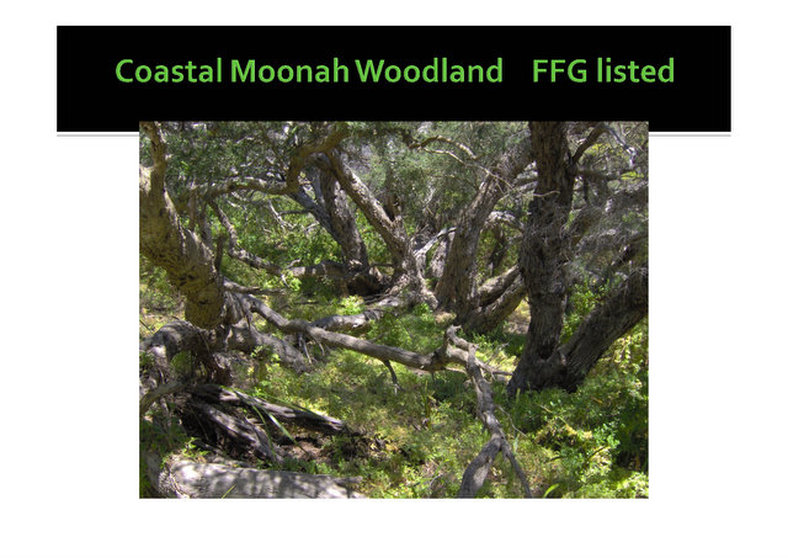 Coastal Moonah Woodland, Melaleuca lanceolata, Moonah, EVC 858, FFG, nepean, peninsula,vulnerable, rare, threatened species, Victoria, gidja walker