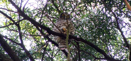 Ninox strenua - Powerful Owl, Endeavour Fern Gully, Red Hill