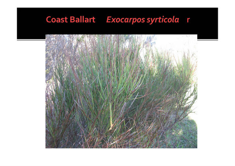 Exocarpus syrticola, Coast Ballart,Mornington, nepean, peninsula,vulnerable, rare, threatened species, Victoria, gidja walker