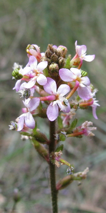 Stylidium graminifolium