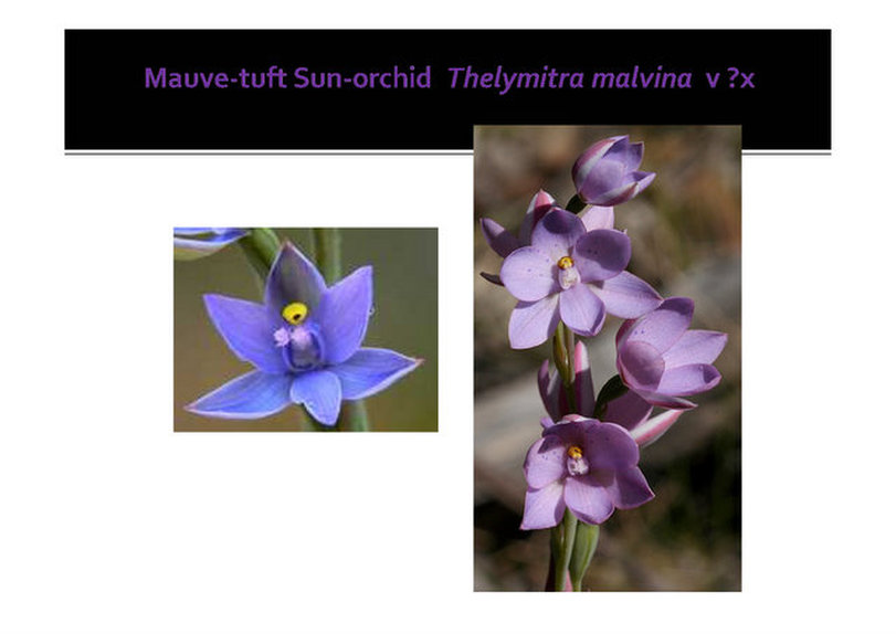 Thelymitra malvina, mauve-tuft sun orchid,Mornington, nepean, peninsula,vulnerable, rare, threatened species, Victoria, gidja walker
