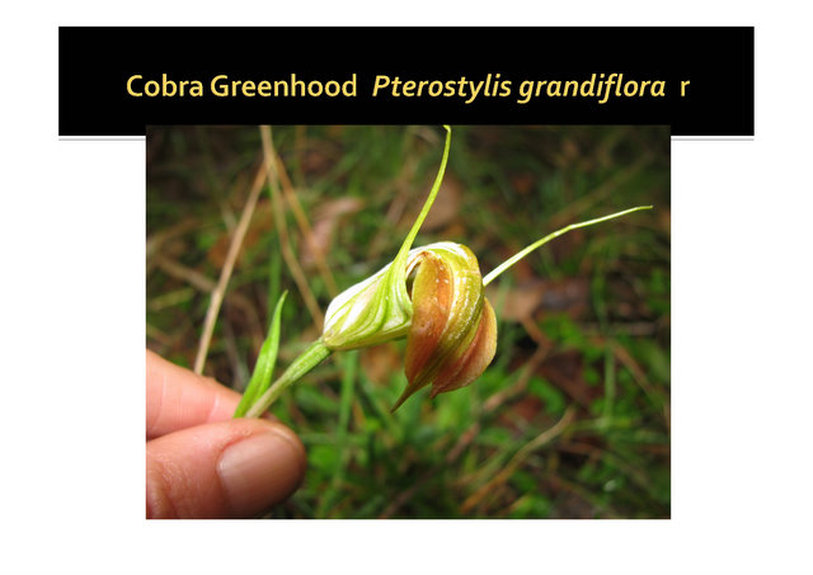 pterostylis grandiflora, cobra greenhood, orchid, Mornington, nepean, peninsula,vulnerable, rare, threatened species, Victoria, gidja walker