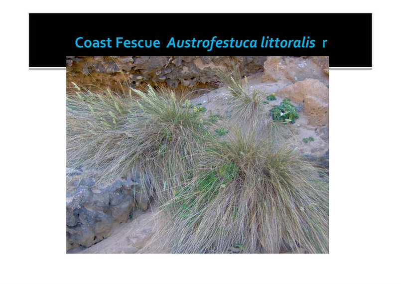Coast Fescue, Austrofestuca littoralis,Mornington, nepean, peninsula,vulnerable, rare, threatened species, Victoria, gidja walker