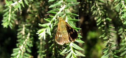 Dart butterfly, Ocybadistes sp.