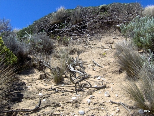 nepean peninsula, point nepean, midden site, alyxia buxifolia, sea box