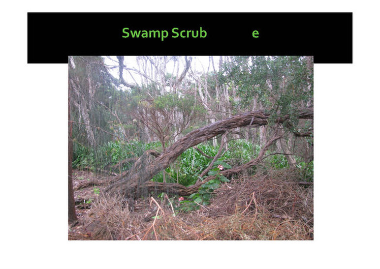 Swamp Scrub, evc 53, Mornington, nepean, peninsula,vulnerable, rare, threatened species, Victoria, gidja walker