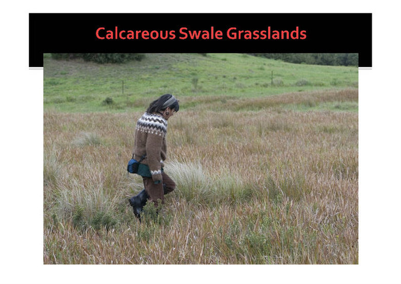 Calcareous Swale Grasslands, Mornington, nepean, peninsula,vulnerable, rare, threatened species, Victoria, gidja walker