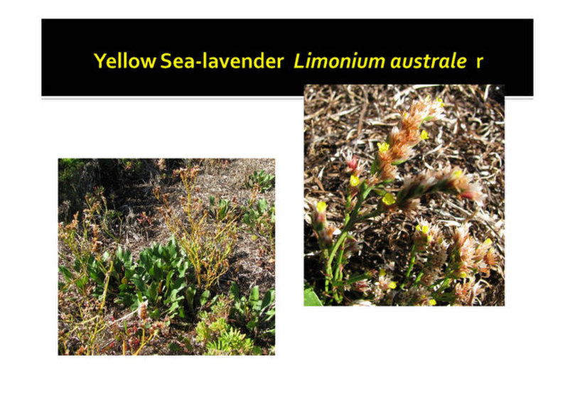 Limonium australe, Yellow Sea-lavender,Mornington, nepean, peninsula,vulnerable, rare, threatened species, Victoria, gidja walker