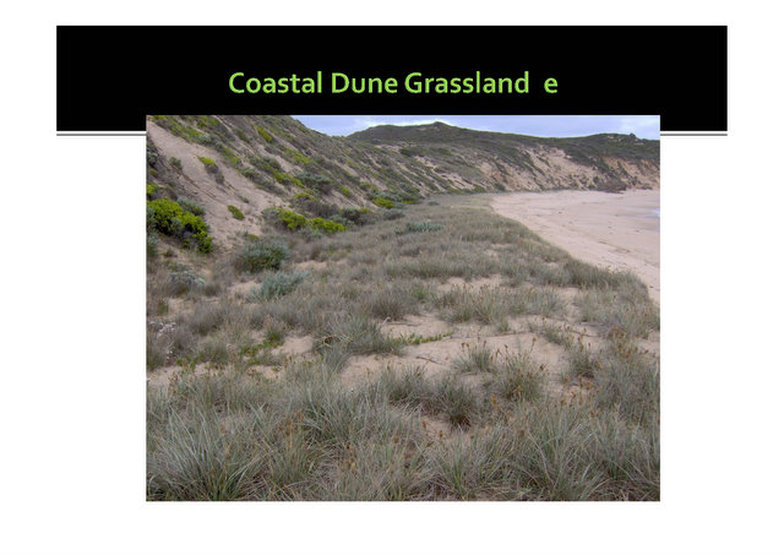 Coastal Dune Grassland,evc 879,Mornington, nepean, peninsula,vulnerable, rare, threatened species, Victoria, gidja walker