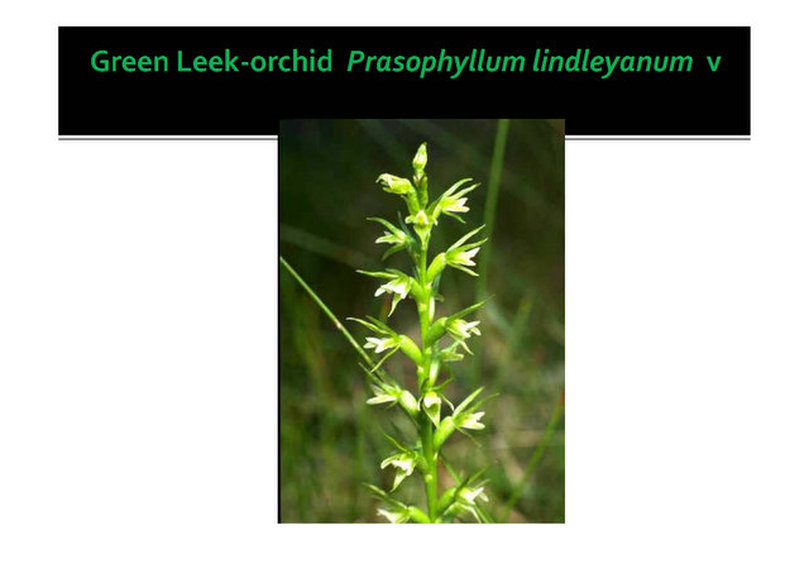Prassophyllum lindleyanum, Green Leek-orchid,Mornington, nepean, peninsula,vulnerable, rare, threatened species, Victoria, gidja walker