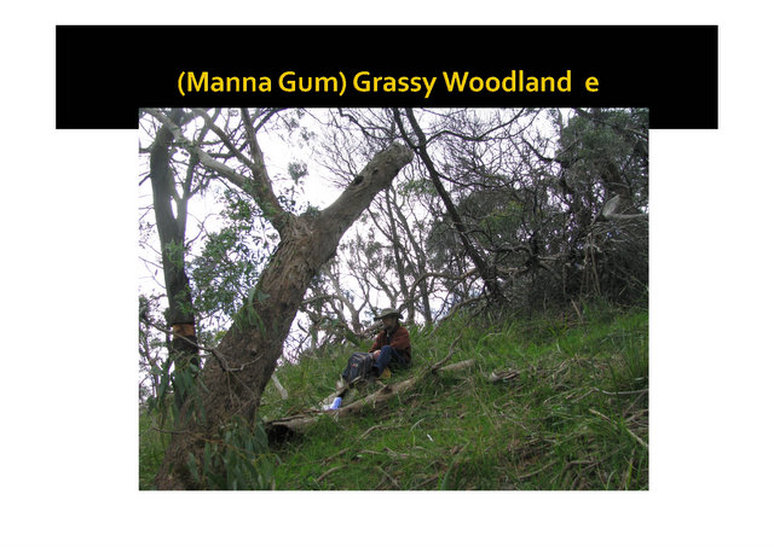 Manna Gum Grassy Woodland, evc 175, Mornington, nepean, peninsula,vulnerable, rare, threatened species, Victoria, gidja walker