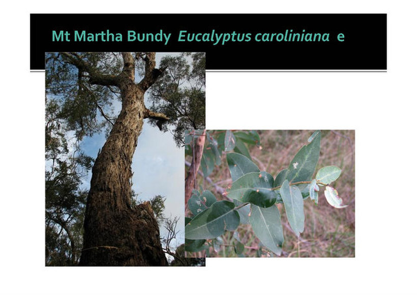 Mt Martha bundy, Eucalyptus aff cypellocarpa, caroliniana, Mornington, nepean, peninsula,vulnerable, rare, threatened species, Victoria, gidja walker