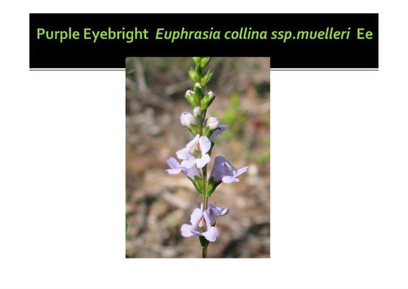 Euphrasia collina subsp. muelleri, Purple Eyebright Mornington, nepean, peninsula,vulnerable, rare, threatened species, Victoria, gidja walker