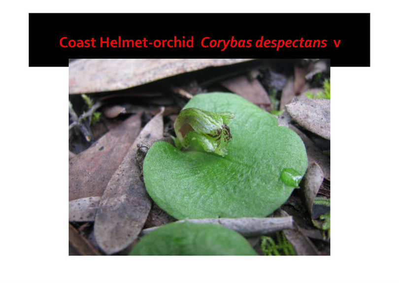 Corybas desectans, coast helmet-orchid, nepean peninsula,vulnerable, rare, threatened species, Victoria, gidja walker