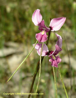 Diuris punctate, purple donkey orchid