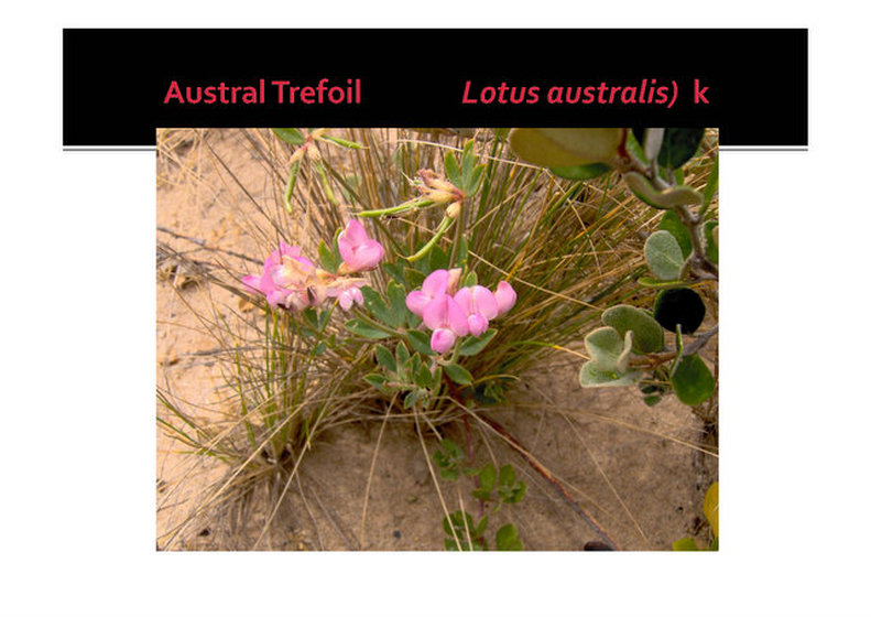 Lotus australis, Austral trefoil, Mornington, nepean, peninsula,vulnerable, rare, threatened species, Victoria, gidja walker