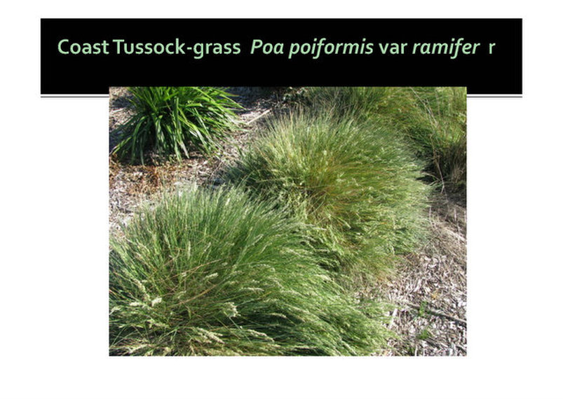Poa poiformis var ramifer, Coast Tussock-grass,Mornington, nepean, peninsula,vulnerable, rare, threatened species, Victoria, gidja walker