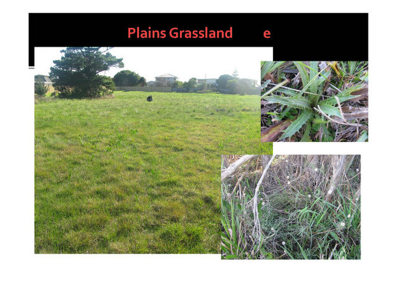 Planis Grassland, evc 132,Mornington, nepean, peninsula,vulnerable, rare, threatened species, Victoria, gidja walker