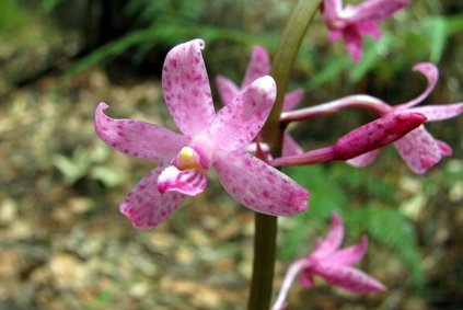 Hyacinth Orchid - Dipodium sp.