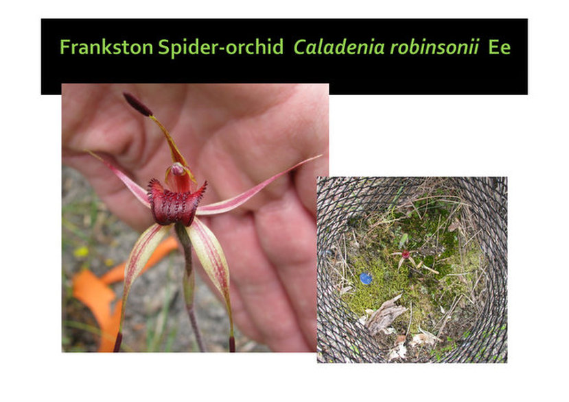 Caladenia robinsonii, Frankston Spider Orchid, Mornington, peninsula,vulnerable, rare, threatened species, Victoria, gidja walker