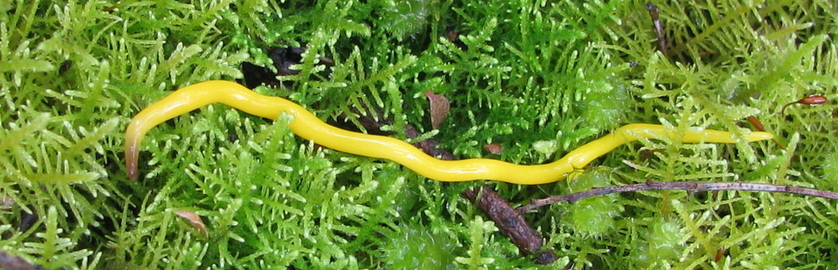 Land Planarium, Terrestrial Flatworm