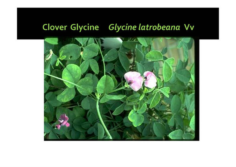 Glycine latrobeana, clover glycine, Mornington, nepean, peninsula,vulnerable, rare, threatened species, Victoria, gidja walker