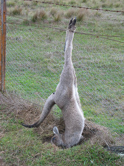dead,kangaroo,fence,wildlife,friendly,fencing