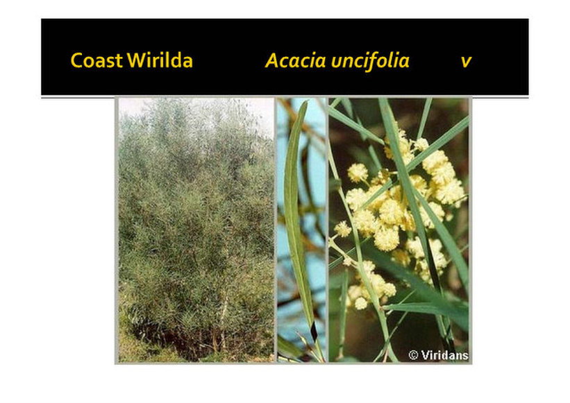 acacia uncifolia, coast wirilda, wattle, nepean peninsula,vulnerable, rare, threatened species, Victoria, gidja walker