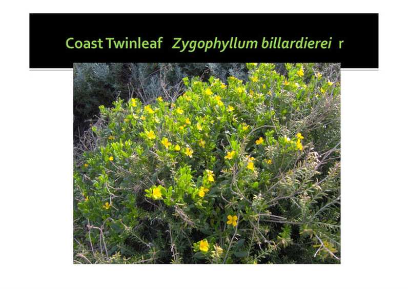 Coast Twinleaf, Zygophyllum billardierei, Mornington, nepean, peninsula,vulnerable, rare, threatened species, Victoria, gidja walker