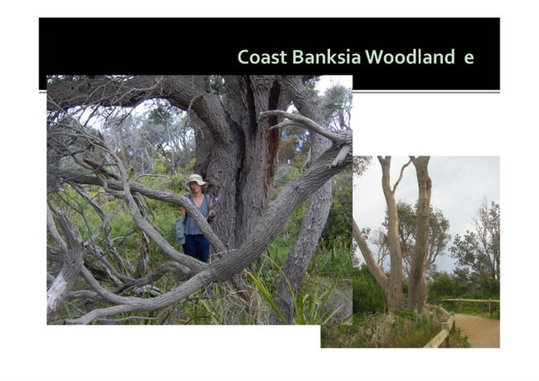 Coast Banksia Woodland,evc 2, Mornington, nepean, peninsula,vulnerable, rare, threatened species, Victoria, gidja walker