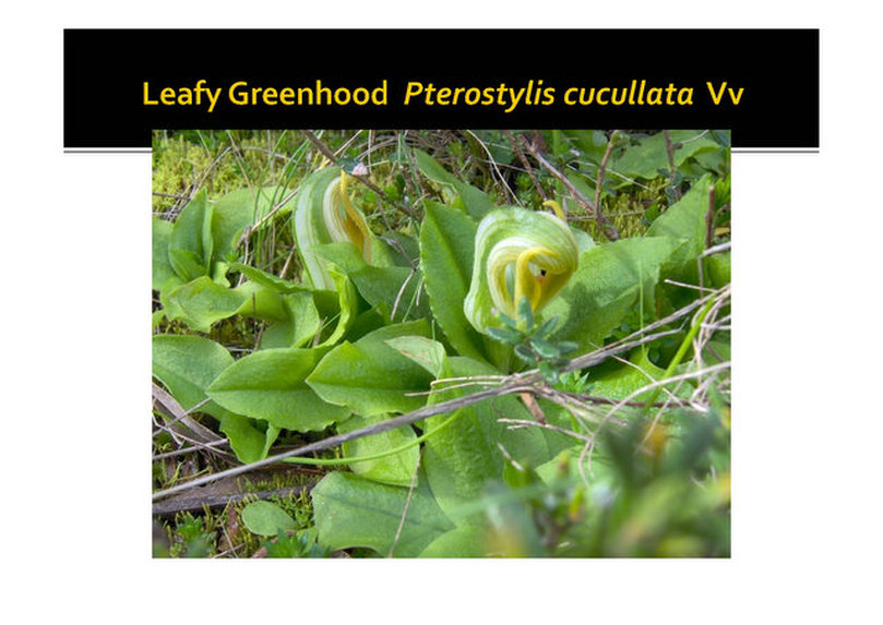 Leafy greenhood, orchid, pterostylis cucullata, nepean peninsula,vulnerable, rare, threatened species, Victoria, gidja walker