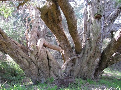Moonah Woodland, Ancient Moonah tree, Melaleuca lanceolata