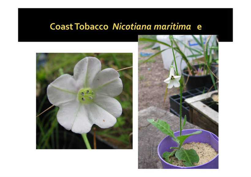 Nicotiana maritima, coast tobacco, nepean peninsula,vulnerable, rare, threatened species, Victoria, gidja walker