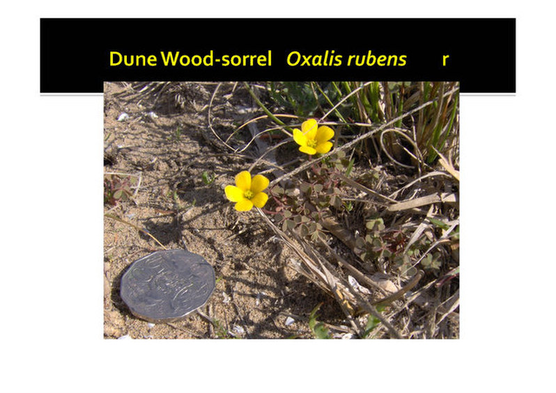 Oxalis rubens, Dune Wood-sorrel,Mornington, nepean, peninsula,vulnerable, rare, threatened species, Victoria, gidja walker