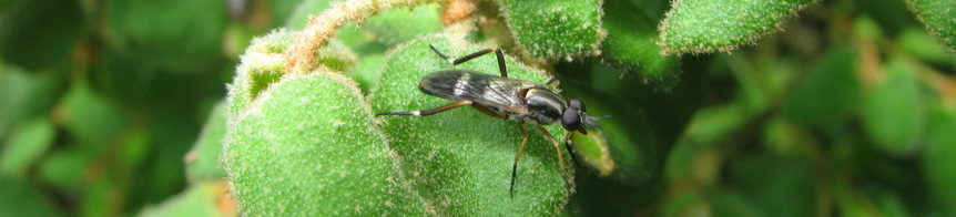 Wasp on Correa reflexa