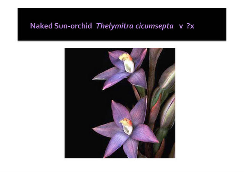 Thelymitra circumsepta, naked sun-orchid,Mornington, nepean, peninsula,vulnerable, rare, threatened species, Victoria, gidja walker