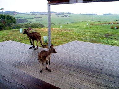 Grey kangaroos,flinders,land for wildlife, restoration,sanctuary