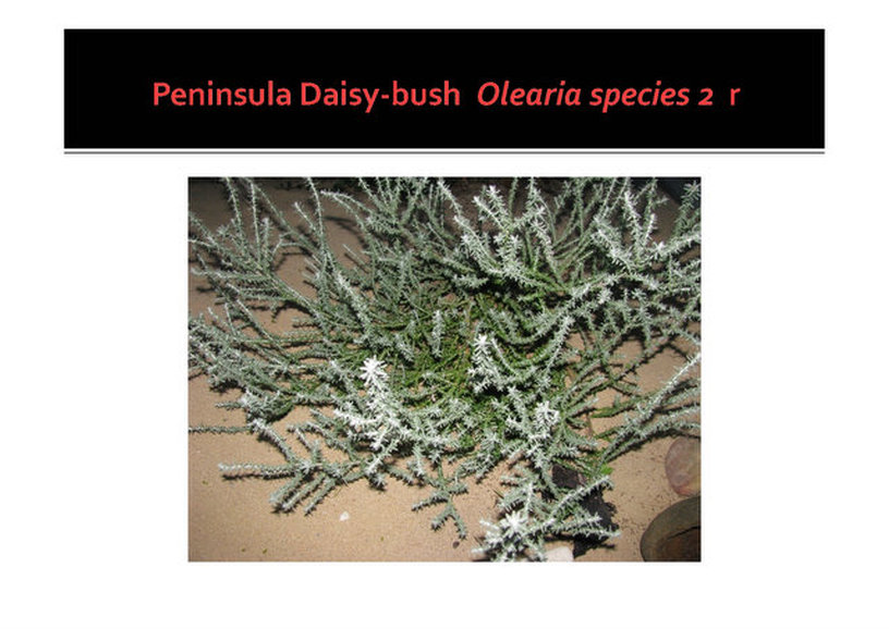 Peninsula Daisy-bush, Olearia species 2, nepean peninsula,vulnerable, rare, threatened species, Victoria, gidja walker