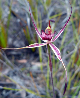 French Island Spider Orchid Caladenia insularis