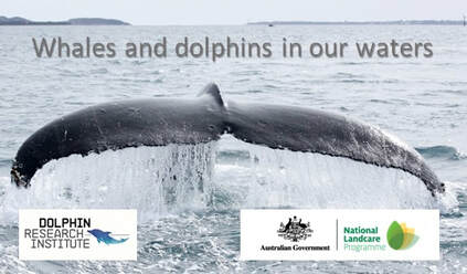 whales and dolphins in port phillip